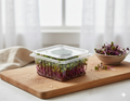Fresh Radish Microgreens  2 oz Clamshell