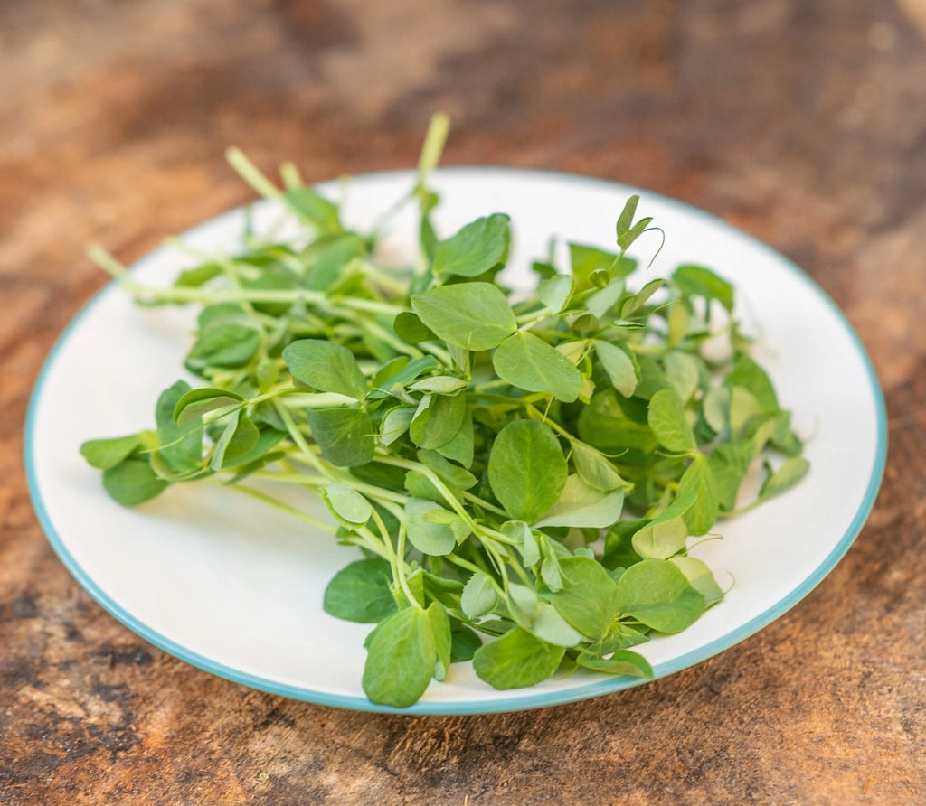 Fresh Pea Shoot Microgreens 3 Pack (2 oz each)